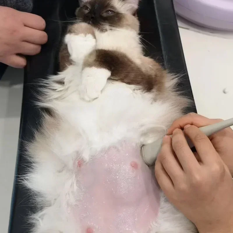 Mały rozmiar Narzędzia do rent – Veterinary X-Ray recenzja i cena