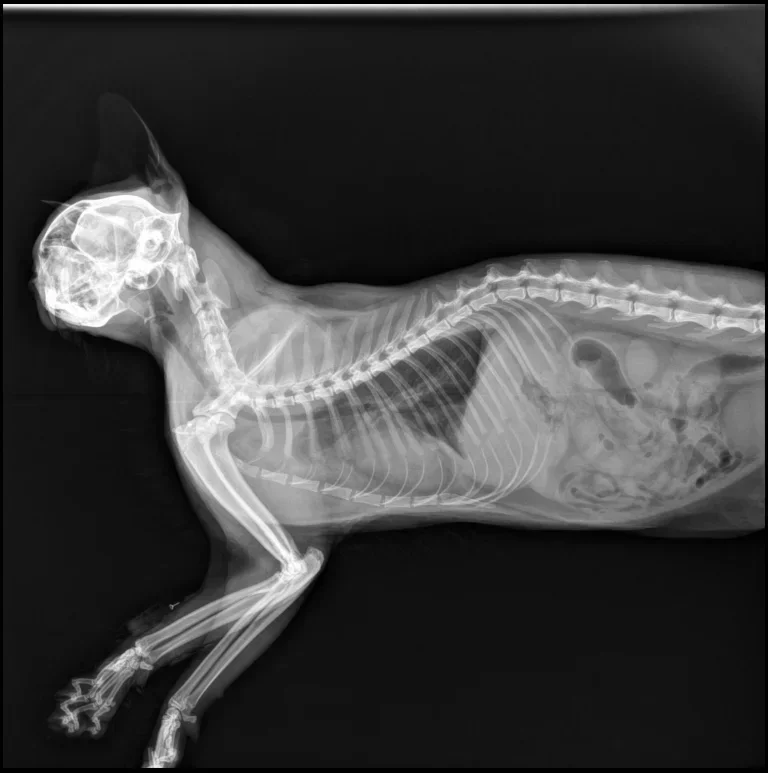 Detektor płaski 17*17 do cyfro – Veterinary X-Ray recenzja i cena
